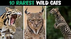 10 Rarest Wild Cats in The World