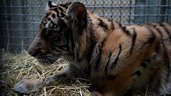 Injured Tiger Rescued From 'Tiger King-Style' Private Zoo