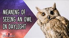 Meaning Of Seeing An Owl In Daylight