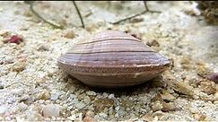 Facts: The Northern Quahog (Hard Clam)