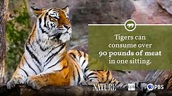 Tiger Fact Sheet