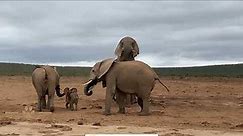 Elephants Mate