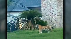 Tiger seen roaming Texas neighborhood found