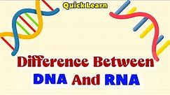 Difference Between DNA and RNA | Quick Learn