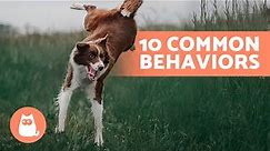 10 COMMON DOG BEHAVIORS Explained 🐶❓