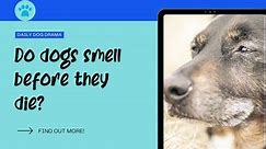 Do Dogs Smell Before They Die? Dog Dying Odor or Something Else - Canine Care Central
