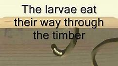 Timberwise explain the life cycle of the woodworm