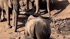 Elephant and rhino interaction