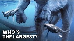Largest Creatures To Ever Exist On Earth. Size Comparison (PART 1)