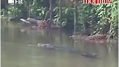 The Morning - Monster Crocodile spotted at River Nilwala,...