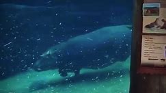 Fiona the Hippo Zips Through the Water in Her Zoo Exhibit