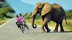 Wild elephant attack | elephant attack bikers in road | filmed by wild action