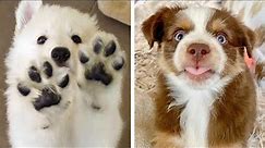 🐶That Puppies Will Make You Genuinely Happy While Watching 🐶| Cute Puppies