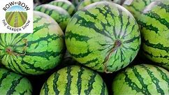 How Are Seedless Watermelons Grown?