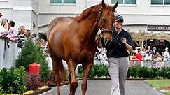 Fierceness Horse Racing Profile: Kentucky Derby 2024