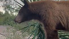 Frequent visitor to this house, bear 'says hello' as it walks along the backyard wall