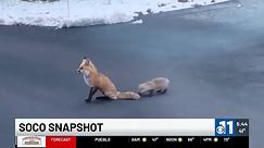 SOCO Snapshot: Baby fox frolics with mom!