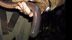 Most Extraordinary Giant Gippsland Earthworm