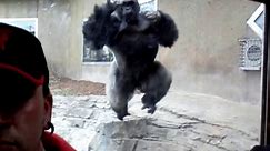 Gorilla tries to attack Nebraska zoo visitor through glass – video
