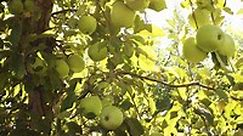 How to Grow Ein Shemer Apples