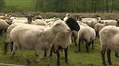 Ovce - video pro žáky 1. a 2. třídy ZŠ