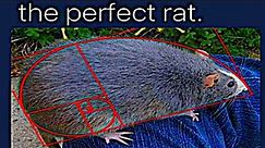 Math Memes 13 - The perfect rat