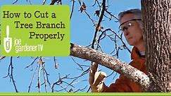 How to Cut a Tree Branch Properly