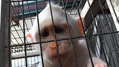 Macaque Monkey Face Close up Pramuka Animal Market Indonesia