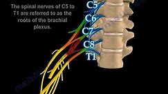 Brachial Plexus Injuries Erb's Paralysis - Everything You Need To Know - Dr. Nabil Ebraheim