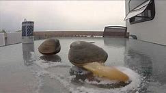 A Big Clam in Nova Scotia (Quahog) Bar Clam