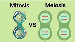 How is Meiosis different than Mitosis?