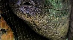 Green Anaconda | Species Fact Card