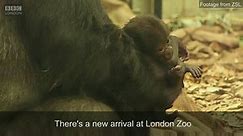 Baby gorillas at London Zoo