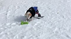 Maia, a special needs dog, is enjoying skiing for the first time.
