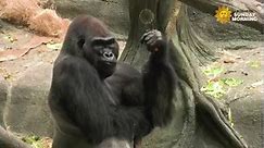 Illinois Zoo Welcomes New Silverback Gorilla