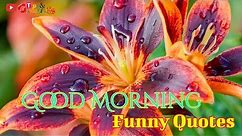 Good Morning Funny Quotes Videos || Good Morning Quotes Whatsapp Video
