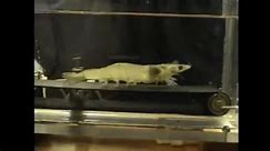 Scientists Put Shrimp On A Treadmill