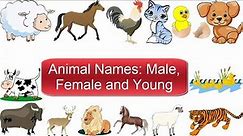 Animal Names : Male, Female and Young | Animal Vocabulary - Learn English