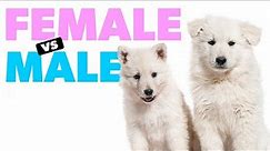 Key Differences Between Male vs Female Dogs