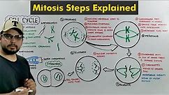 Cell Cycle: Mitosis in Detail