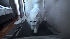 White cat on a treadmill