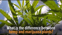 What is the difference between hemp and marijuana plants?