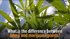 What is the difference between hemp and marijuana plants?