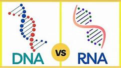 Difference Between DNA and RNA | Function & Structure