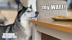 Husky Won't Stop TALKING Until He Gets His Waffles! Demanding Dog!