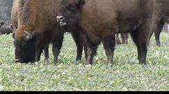 The American Bison - National Animal of USA | American Buffalo (Bison)
