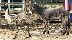 Donkey and emu couple waiting for their forever home together