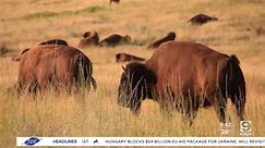 APR and cattlemen discuss bison and cattle grazing