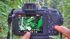 Nikon coolpix B700 P900 B500 Best Focus Settings & video Settings Tutorial