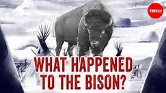 Why did the US try to kill all the bison?